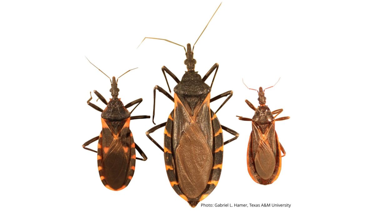 Kissing Bugs found in Texas